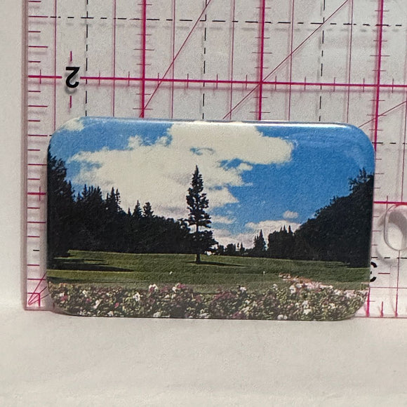 Picture if a Lone Spruce Tree Golf Course  Button Pinback