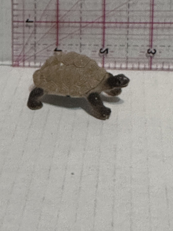 Turtle Tortoise  Toy Animal