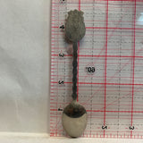 Holland Windmill NT Souvenir Spoon